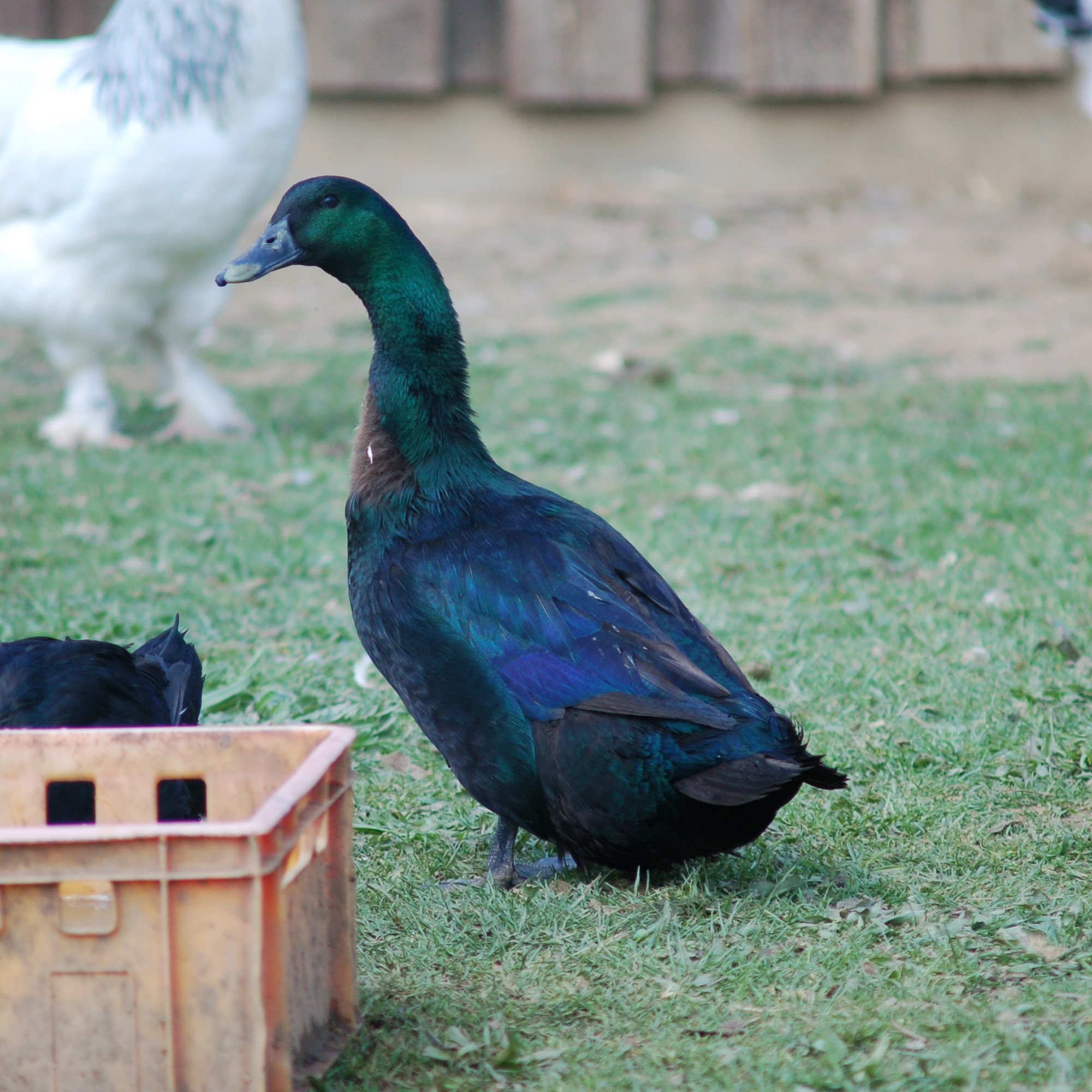 1. Tag 1 Cayugaenten Gerstner Milerski 3 Ausschnitt