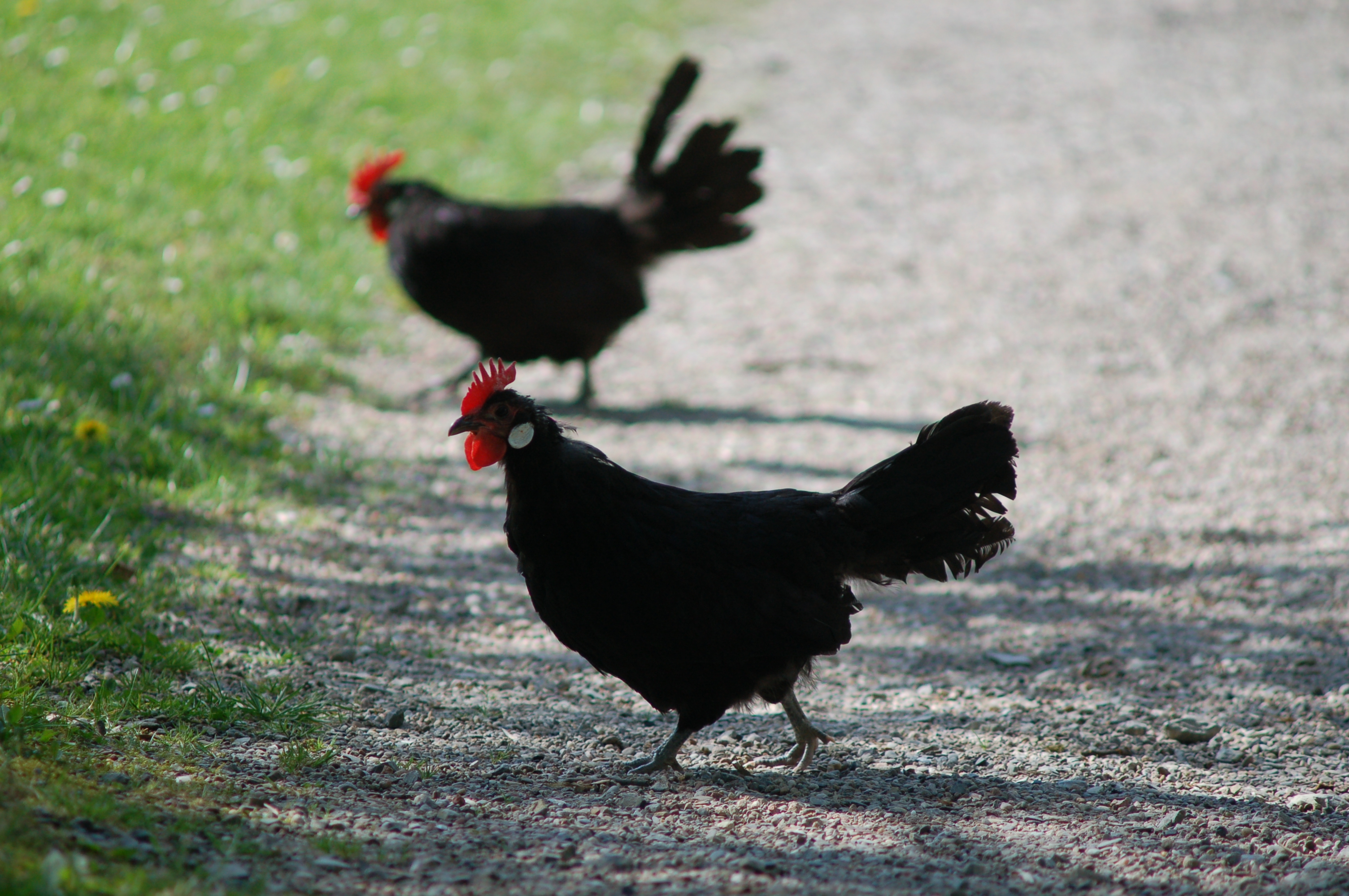 1. Tag Pkt.1 Freilichtmuseum Detmold Kruper weiss 19 mil