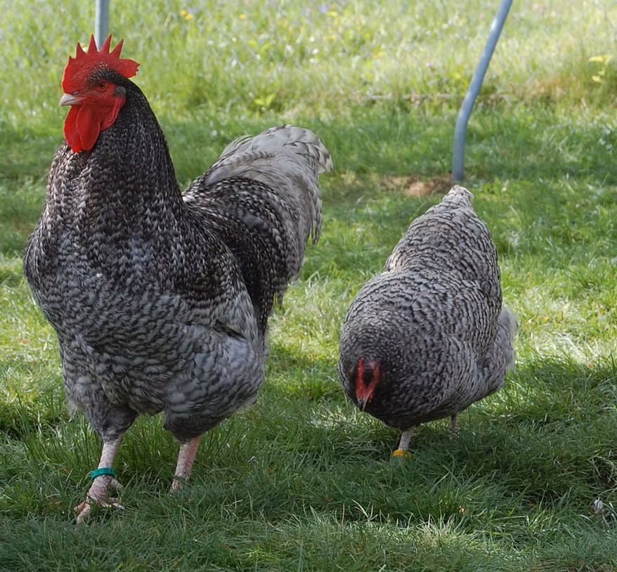 1.1 Niederrheiner blau gesperbert 2 SV Niederrheiner