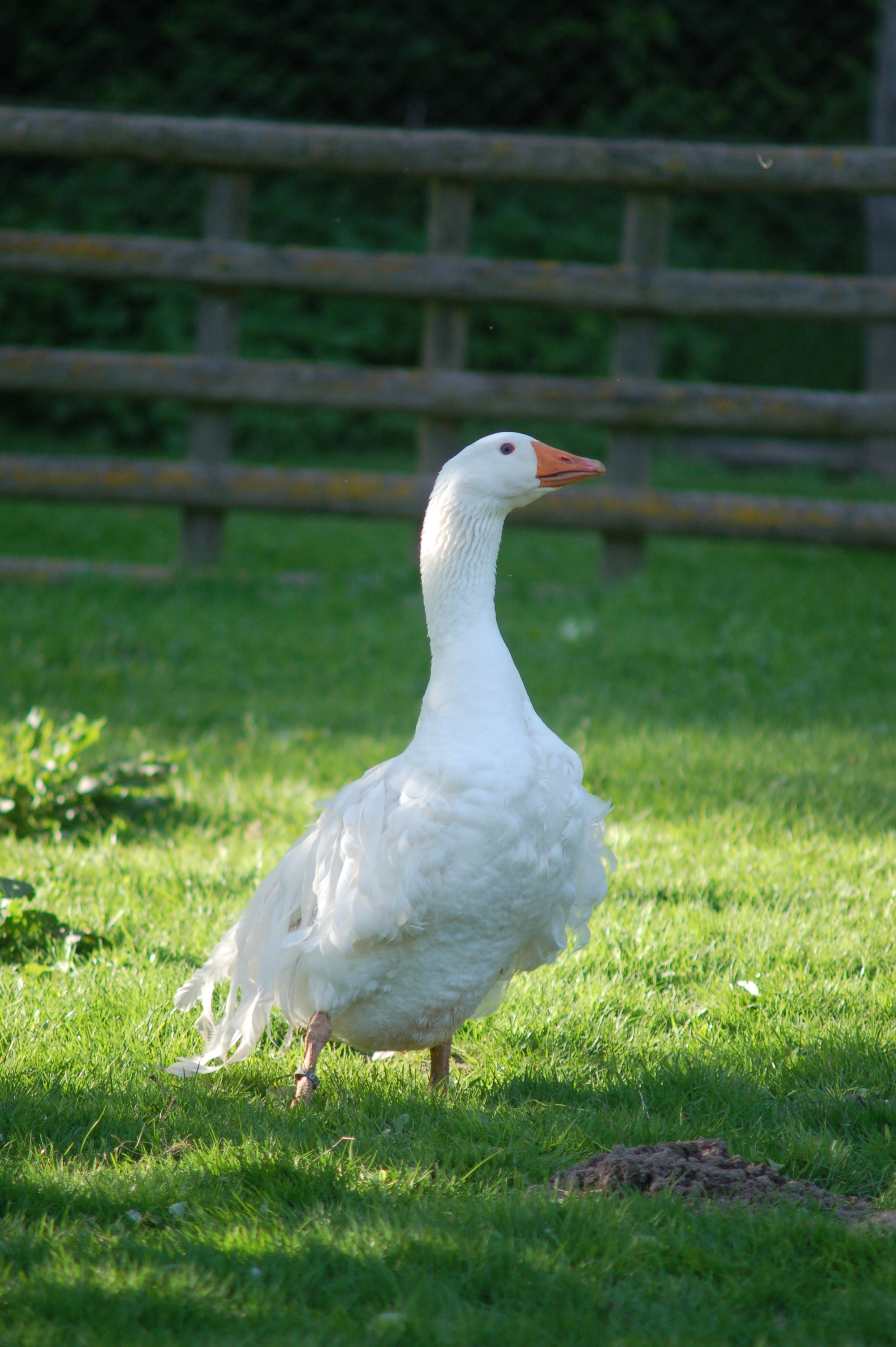 2.Tag 5 Lelkendorf Lockengans 3 mil