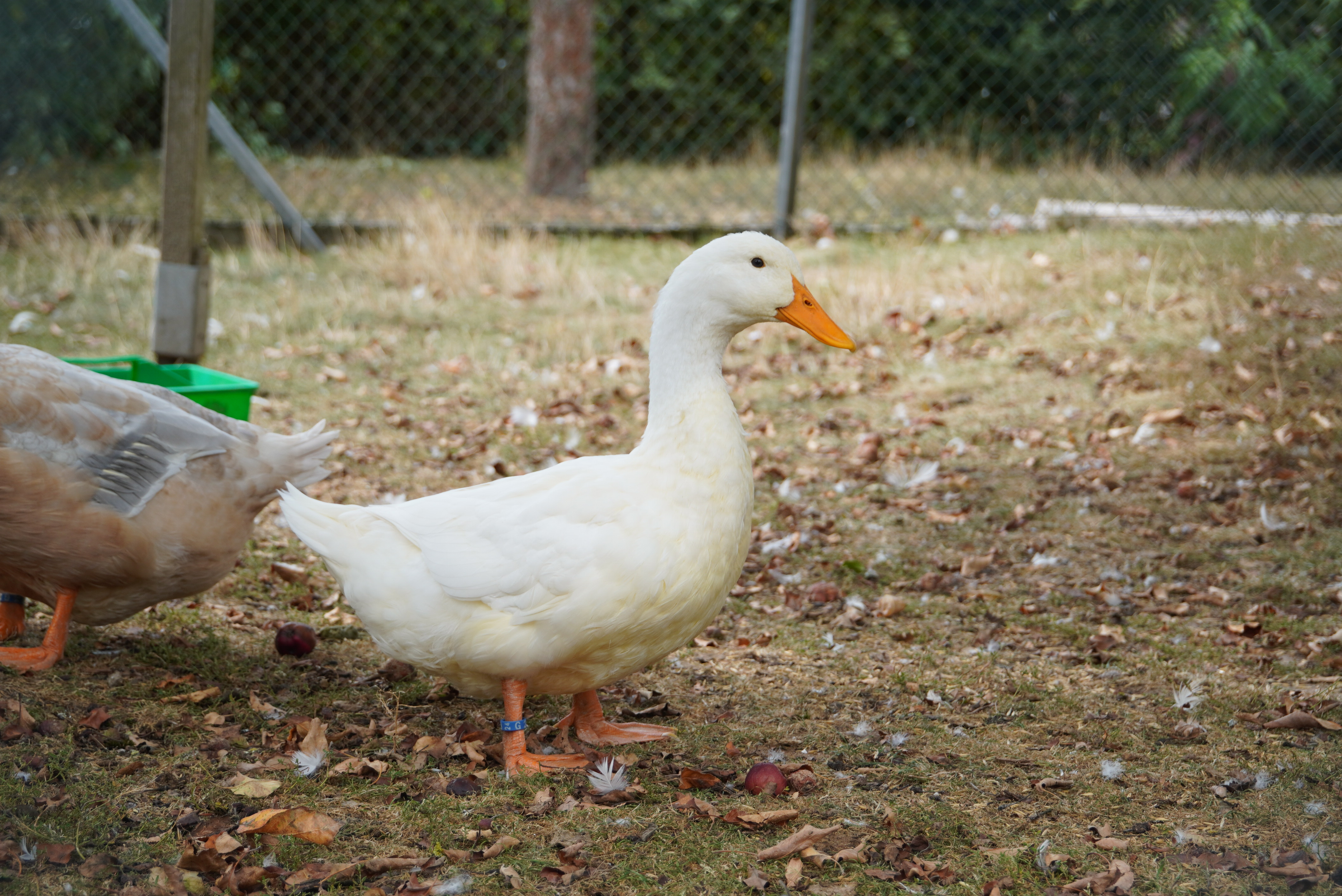 Amerikanisch Pekingente AR Frankenau af