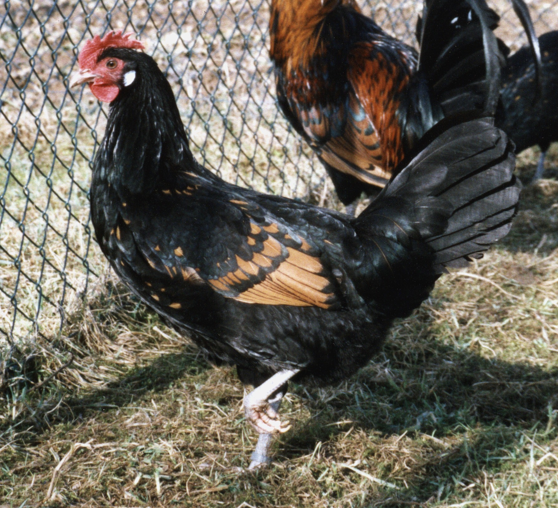 Bergische Kraher Six 009