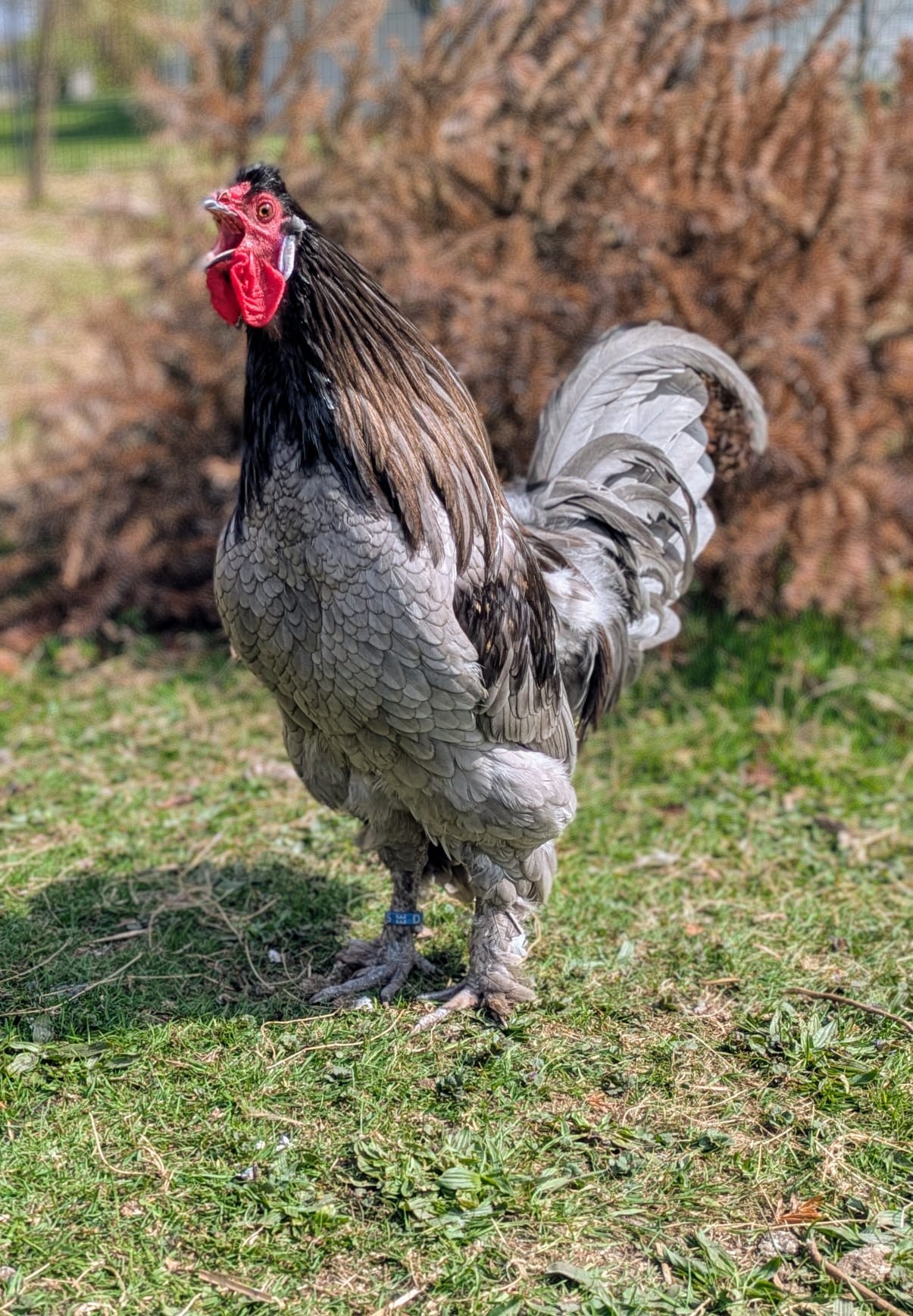 Breda Hahn Blau gesaumt SV Haubenhuhner und Seltene Huhnerrassen
