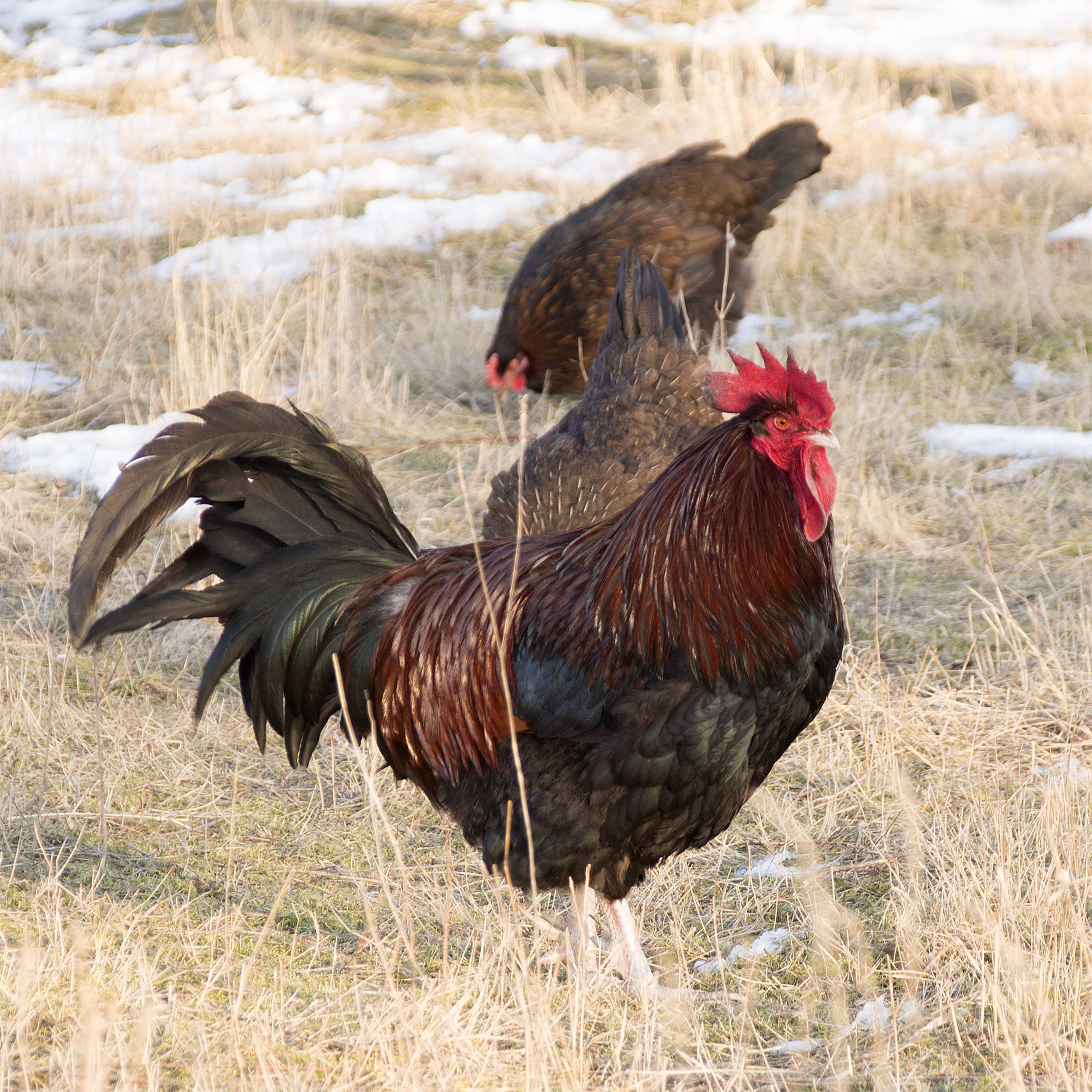 Dorking gold wildfarbig  2