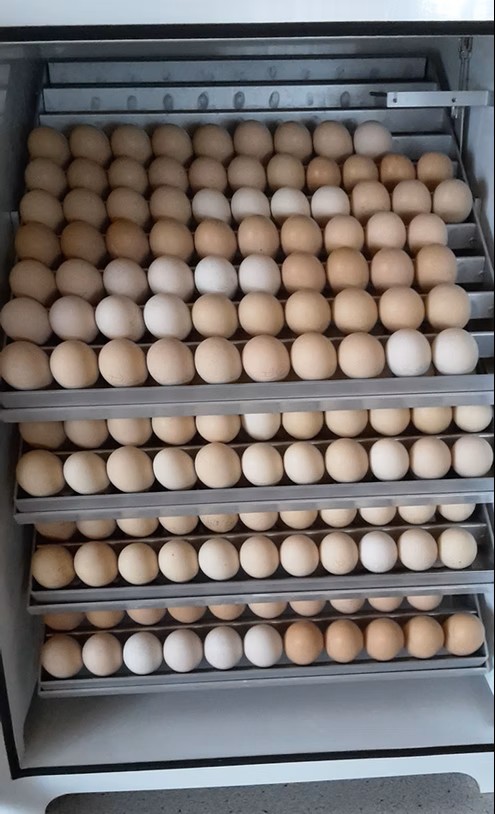 Eier Brutautomat Niederrheiner SV Niederrheiner