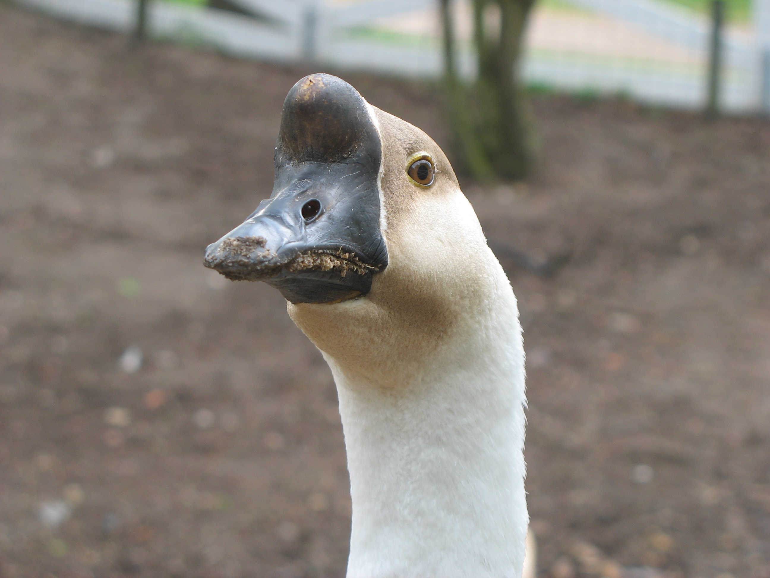 Hockergans ArcheWarder Ex2013 Hamm