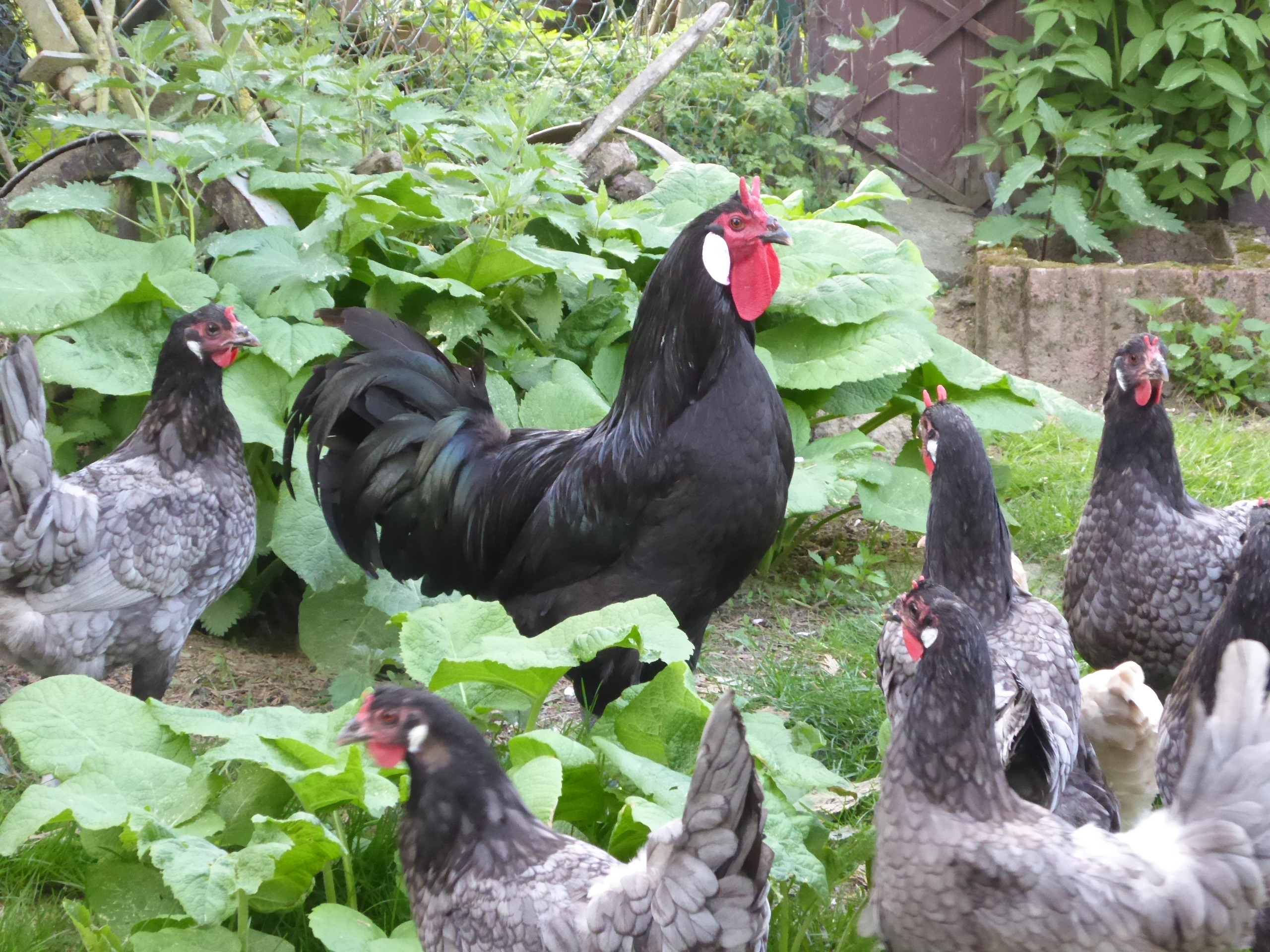 La Fleche im Auslauf schwarz SV Haubenhuhner und Seltene Huhnerrassen