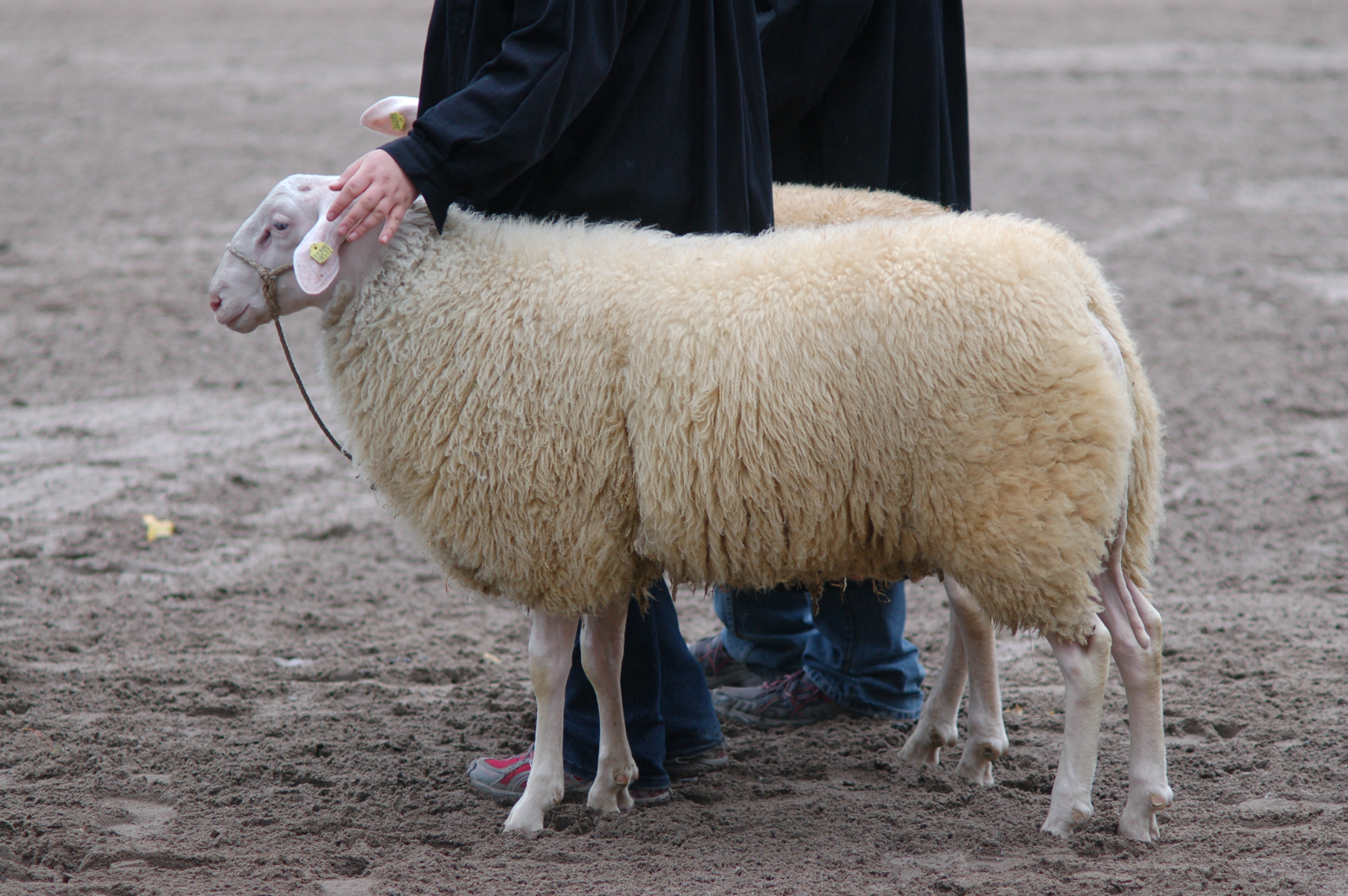 Ostfriesisches Milchschaf Bocke LHF 2010 1 mil