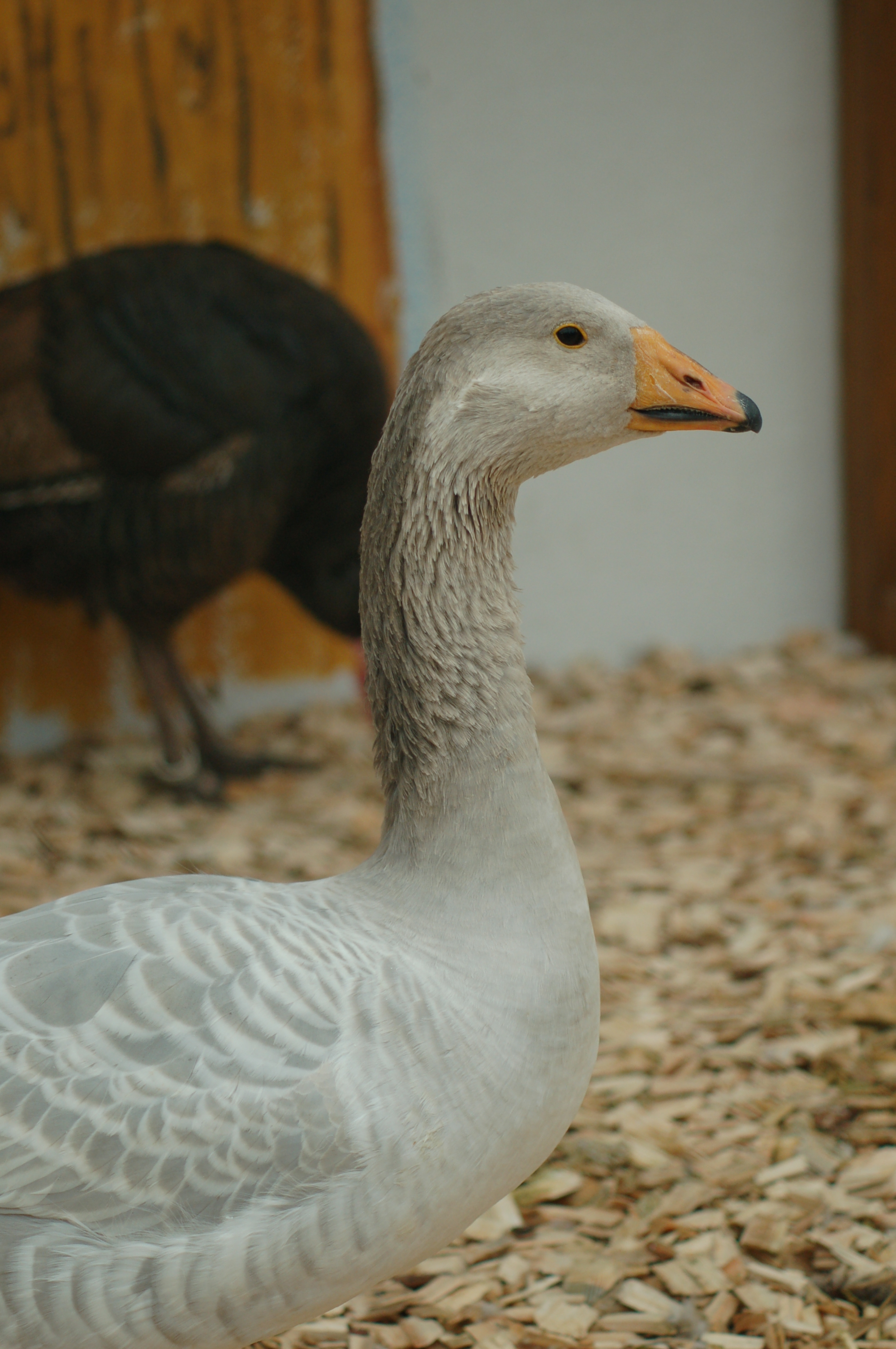 Steinbacher Kampfgans LHF 2010 9 mil