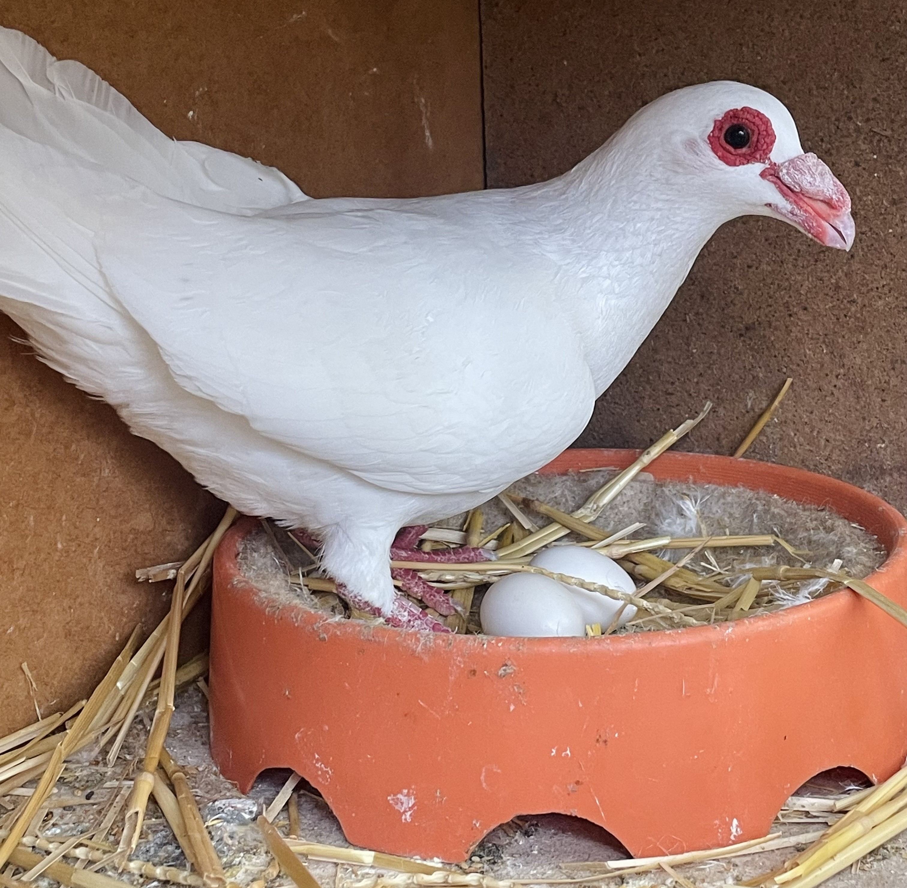 Steinheimer Bagdette3 Fabian Schüttler kleiner