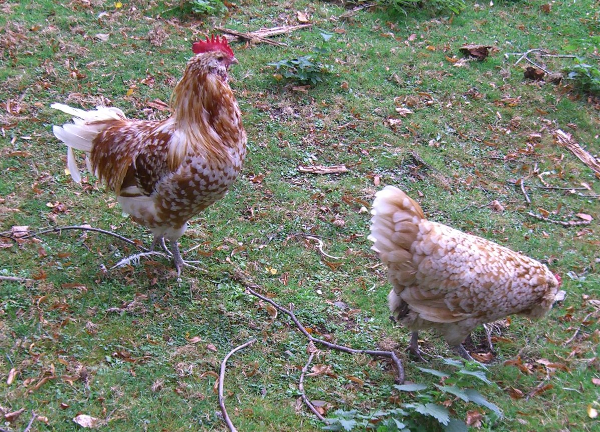 ThuringerBart Worbis zugeschnitten af