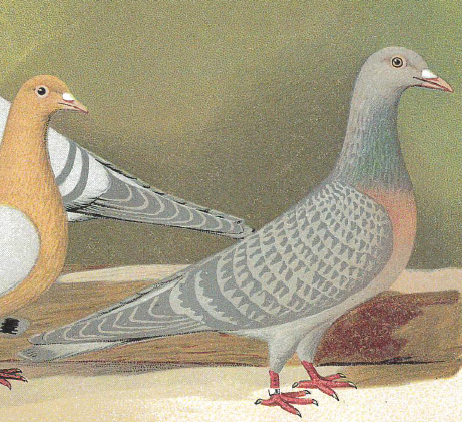 Zeichnung Schachtzabel Coburger Lerche