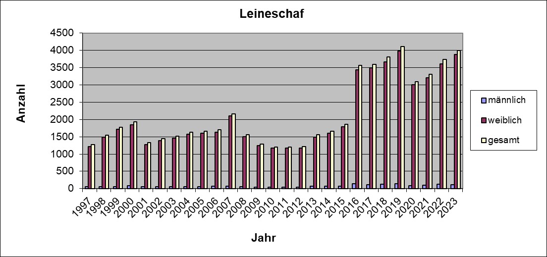Leineschaf 23