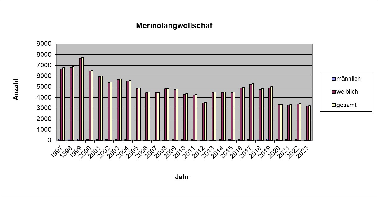 Merinolangwollschaf 23