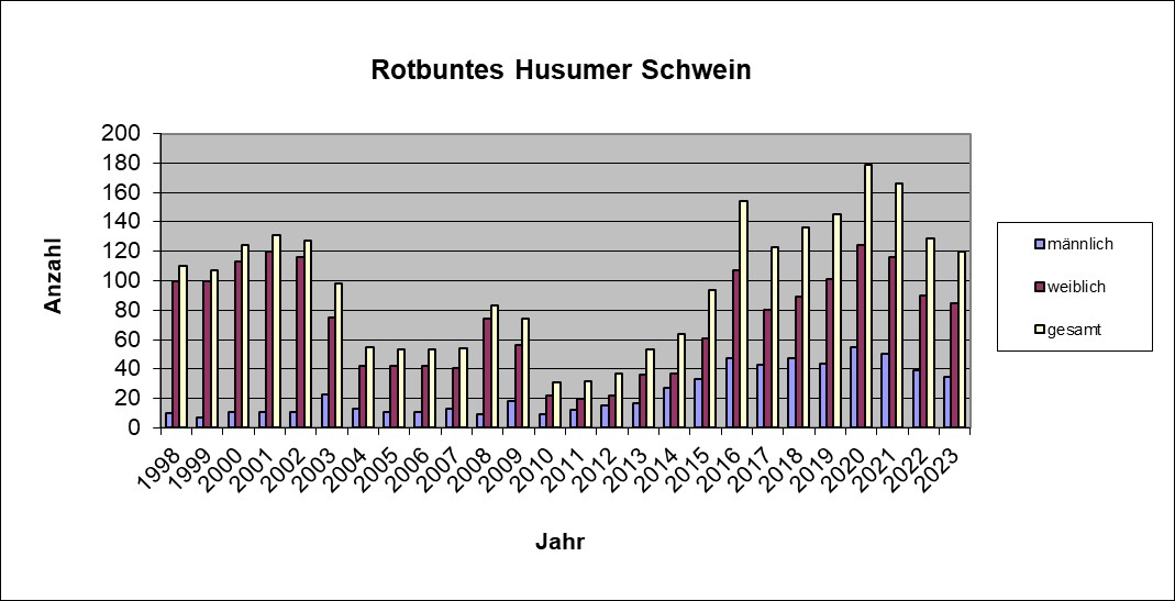 Rotbuntes Husumer 23